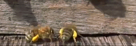 Пчела фото Дальневосточные пчелы несут обножку