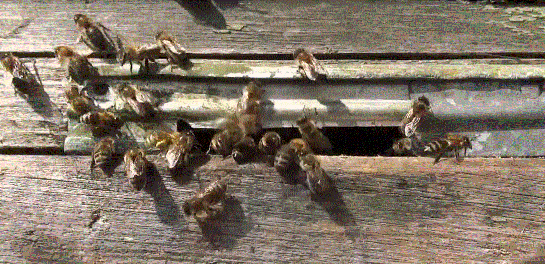 Пчела фото дальневосточные пчелы на взятке