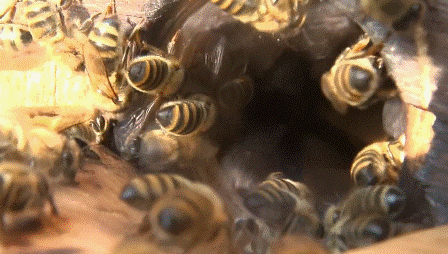 Пчела фото дальневосточные пчелы вентилируют гнездо