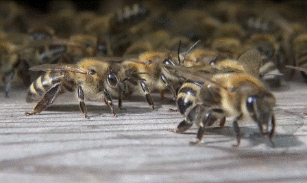 Пчела фото дальневосточные пчелы на прилетной доске
