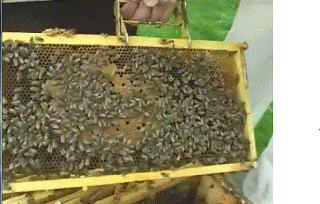 Краинская порода пчел  - карника