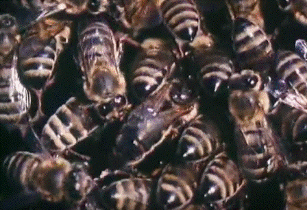 Система пакетного пчеловодства применительно к Саратовской области