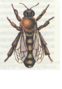 Рабочая пчела серой горной кавказской породы