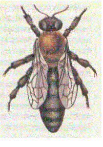 Пчелиная матка серой горной кавказской породы пчел