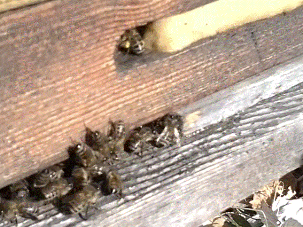Кахетинская популяция Серых горных кавказских пчел