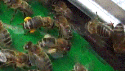 Среднерусские пчелы енисейской популяции несут пыльцу 
