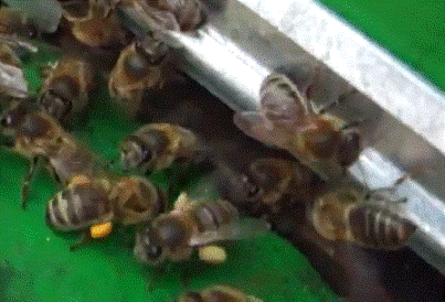 Среднерусские пчелы енисейской популяции несут пыльцу 