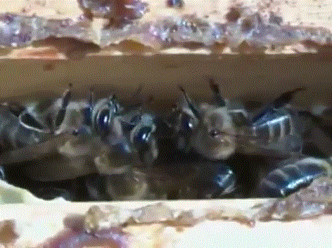 Среднерусская горно алтайская пчела