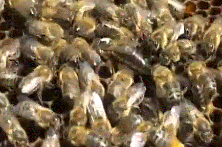 Фото пчеломатки среднерусской пчелы типа Орловский