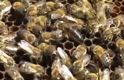 Фото пчеломатки среднерусской пчелы типа Орловский