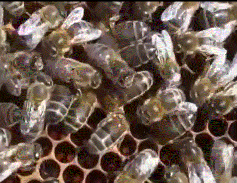 Среднерусские пчелы Восточного Казахстана