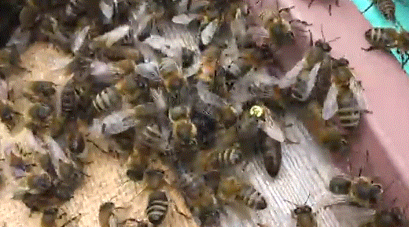 Матка среднерусской породы пчел входит в улей