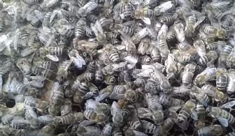 Украинская степная порода пчел - украинская степная пчела