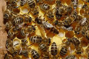 Пчела фото - пчелы карники с маткой