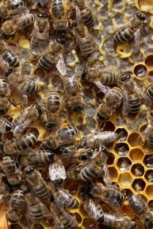 Продутивность среднерусских и серых горных кавказских пчел на медосборе с подсолнечника