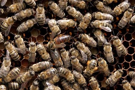 Развитие  серой горной кавказской пчелы в условиях средней полосы России