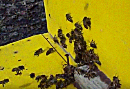 Энтерофлора медоносных пчел