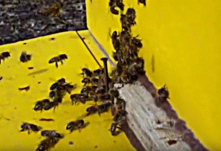 Особенности развития пчеловодства Республики Дагестан