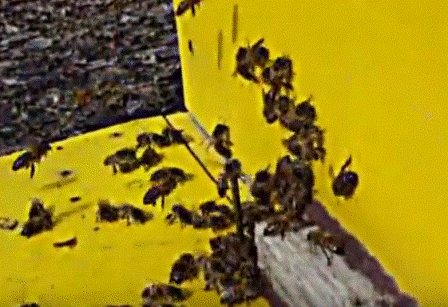 Зимний облет кавказских пчел