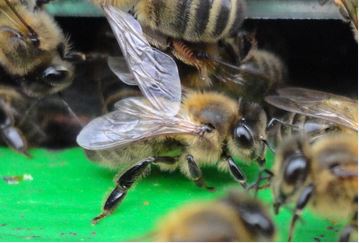 Пчела фото Среднерусская пчела енисейской популяции