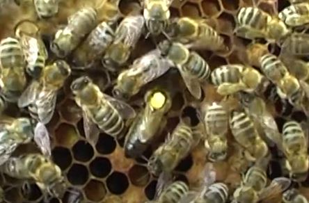 фото пчелиной семьи