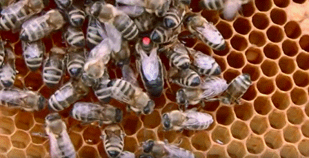 Пчела фото - карпатские пчелы