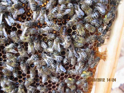 Фотография серых горных кавказских пчел типа Краснополянский