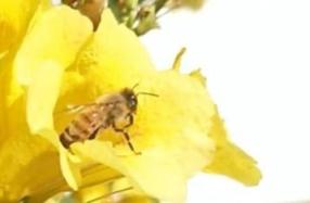Египетская пчела (Apis mellifera lamarckii) названа так в честь Жана-Батиста Ламарка