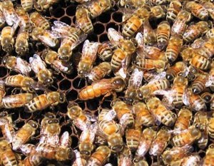 Итальянские пчелы