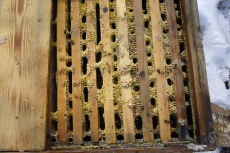 Гнездо с восковыми перемычками способствует раздавливанию пчел при осмотре