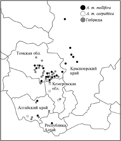 Карта распределения подвидов Apis mellifera mellifera и A. m. carpathica