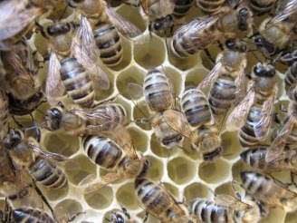 Роение украинской степной пчелы
