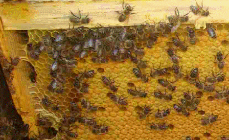 Среднерусские пчелы Татарстана
