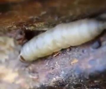 wax moth larva