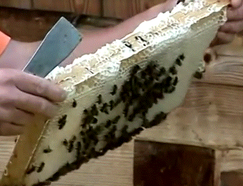 Органическое пчеловодство в Италии