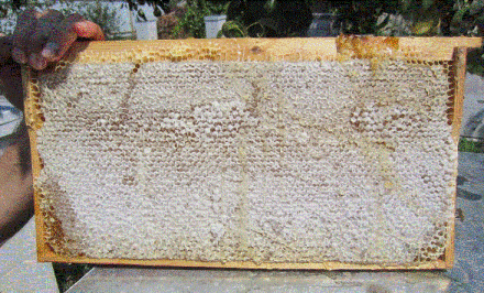 Корма и кормление пчел на Дальнем Востоке