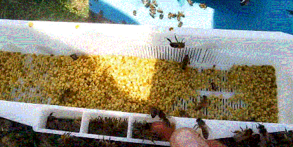 Опыт казахстанского пчеловода по получению пыльцы обножки