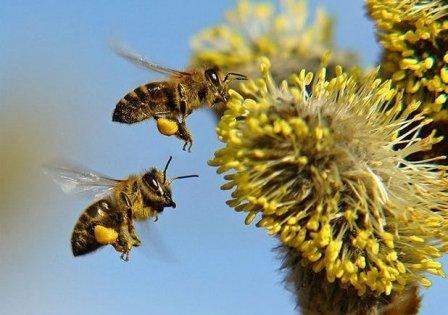 Пчелы собирают пыльцу ивы