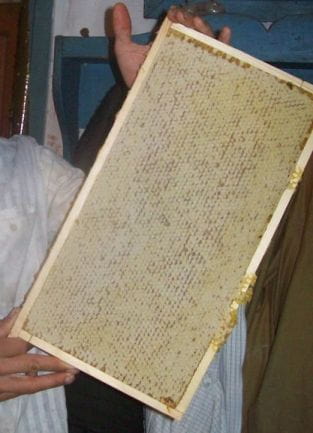 Рамки с пергой, залитые медом и запечатаные пчелами