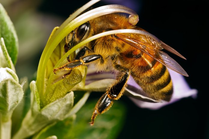 Пчеловодство в Южно-Африканской Республики