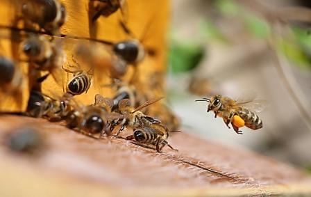 Пчеловодство в Уганде