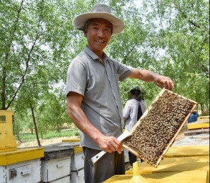 Модернизация пчеловодства ключ к  трансформации Африки