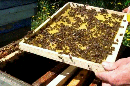 Пчеловодство в Ростовской области