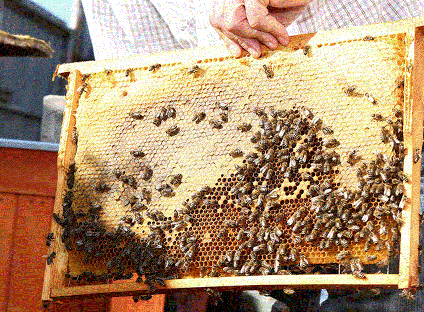 Пчелы карники на соте, белая сухая печатка меда, пчелы не сбегают вниз, а продолжают работать на соте при осмотре