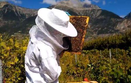 Пчеловодство в Швейцарии