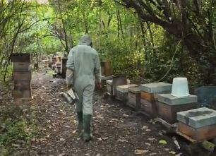 Аргентина и IICA помогут Барбадосу в развитии пчеловодства