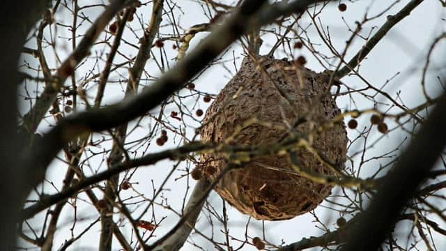 Asian hornet nest on a tree in Europe