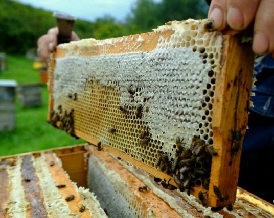 Казахстанские кооперативы пчеловодов