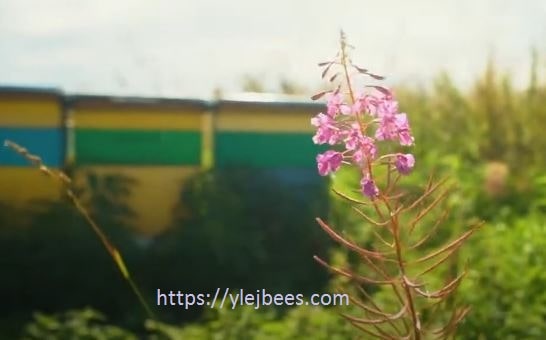 Медоносные растения Карелии