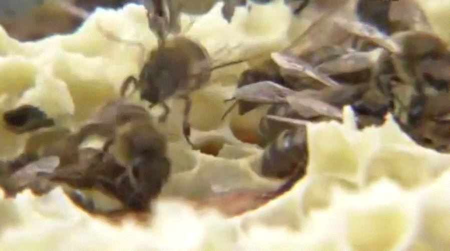 Пчелы печатают лавандовый мед